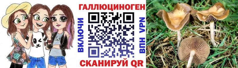 где продают   Малмыж  Галлюциногенные грибы прущие грибы 